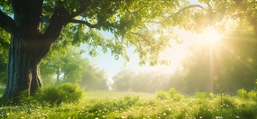 阳光明媚绿树草地春天风景图片